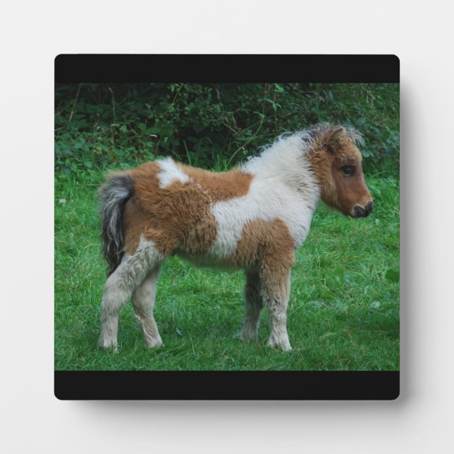 Plaque Photo Fluffy Adorable Dartmoor Pony (Devant)