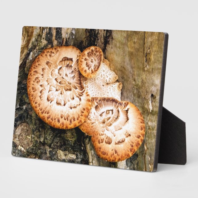 PLAQUE PHOTO FUNGI (Côté)