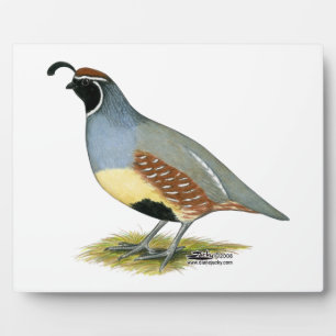 Plaque Photo Gambel's Desert Quail