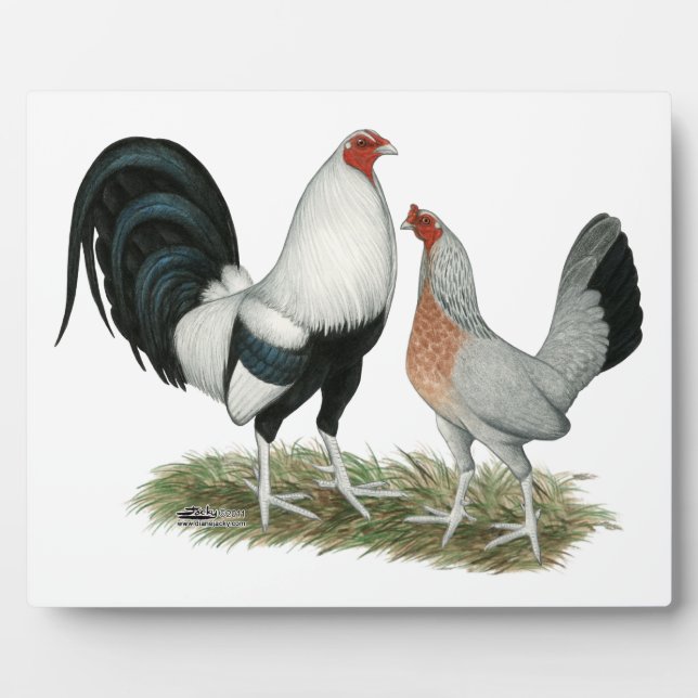 Plaque Photo Gamefowl argenté (Devant)