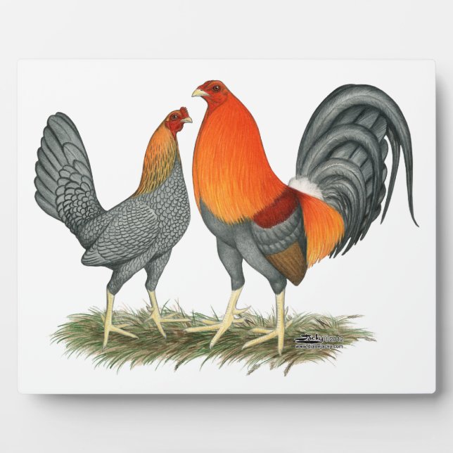 Plaque Photo Gamefowl rouge bleu (Devant)