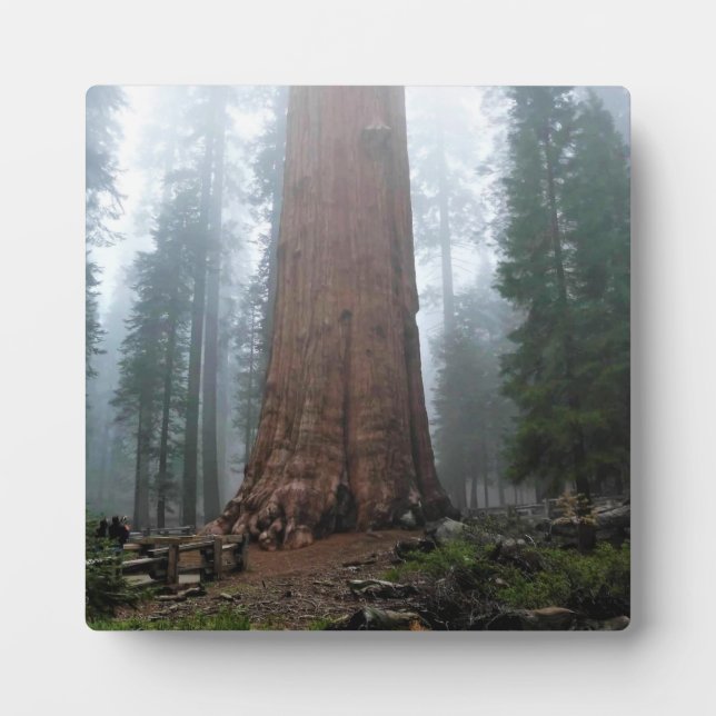 Plaque Photo Général Sherman Tree, Sequoia, CA (Devant)