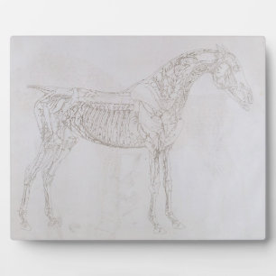 Plaque Photo George Stubbs Illustration de 'L'anatomie de