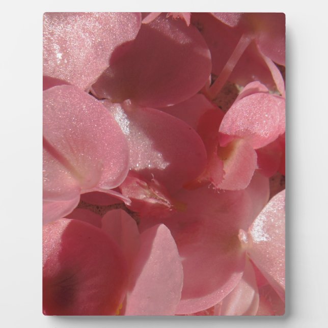 Plaque Photo Géranium rose : presque solide Rose clair (Devant)