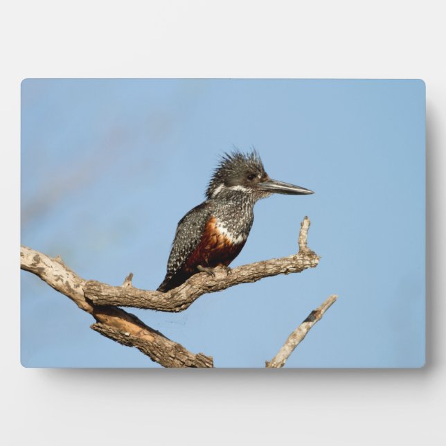 Plaque Photo Giant Kingfisher (Devant)
