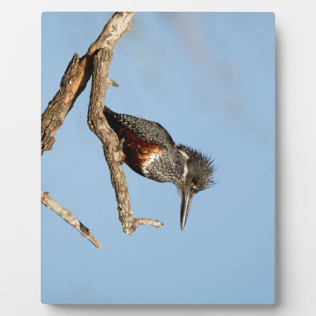 Plaque Photo Giant Kingfisher (Devant)