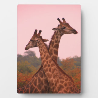 Plaque Photo Girafe au ciel rose et mopani