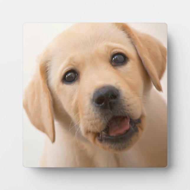 Plaque Photo Golden Labrador (Devant)