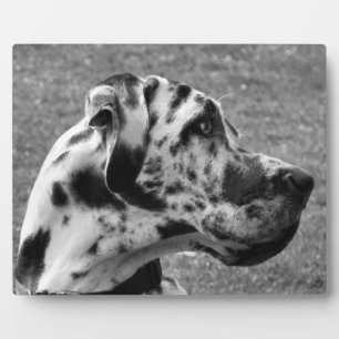 PLAQUE PHOTO GRAND DANE