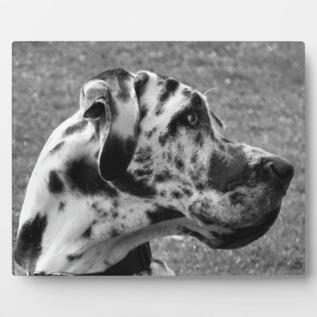 PLAQUE PHOTO GRAND DANE (Devant)