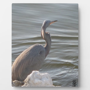 Plaque Photo Grande Aigrette au bord de l'eau