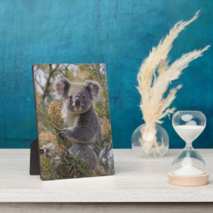 Plaque Photo Grevillea Koala Bear,