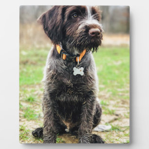 Plaque Photo Griffon puppy