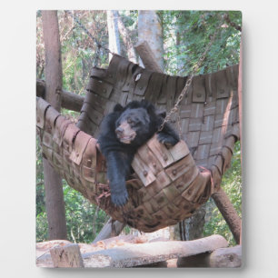 Plaque Photo Hammock de l'ours endormi Parc Art de camping de l