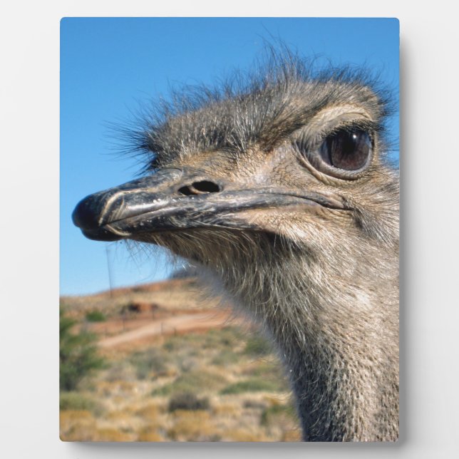 Plaque Photo Harry the Happy Ostrich (Devant)