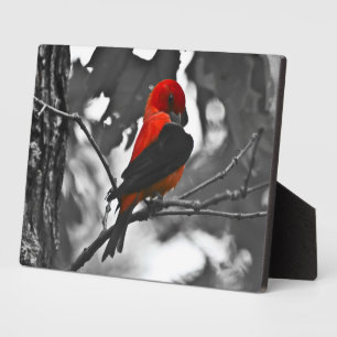 Plaque Photo Homme Scarlet Tanager