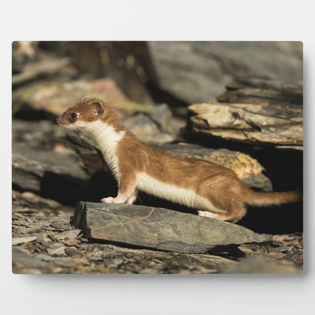 Plaque Photo Huile de chasse (Devant)