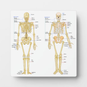 Plaque Photo Human Skeleton labeled anatomy chart
