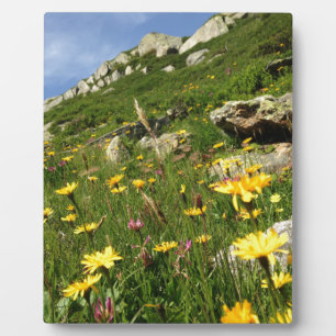 Plaque Photo Incroyable ! Fleurs alpines