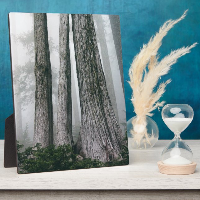 Plaque Photo Invoquer la forêt (Côté)