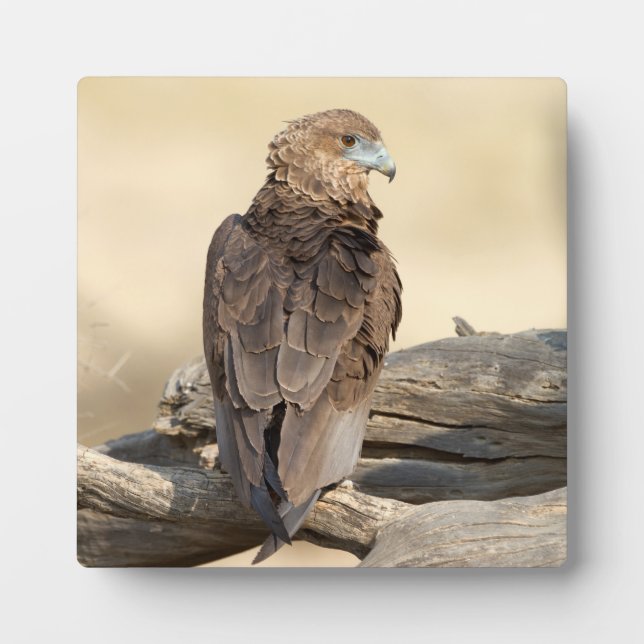 Plaque Photo Jeune bateleur (Devant)