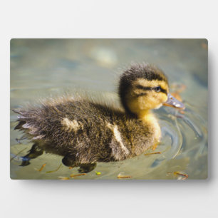 Plaque Photo Jeune bébé canard