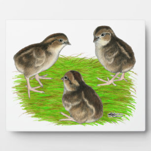 Plaque Photo Jeunes cailles de Bobwhite