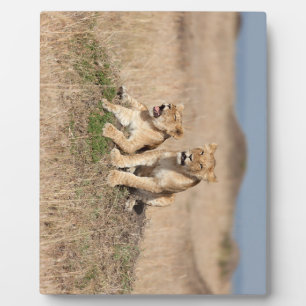 Plaque Photo Jeunes lions