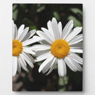 Plaque Photo Joli blanc fleur marguerite