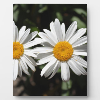 Plaque Photo Joli blanc fleur marguerite