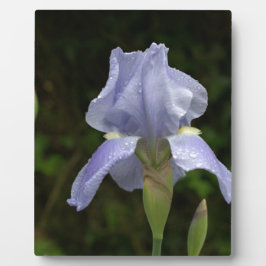 Plaque Photo Joli bleu Iris Floral Raindrops EASEL