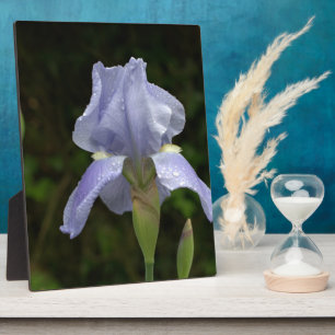 Plaque Photo Joli bleu Iris Floral Raindrops EASEL