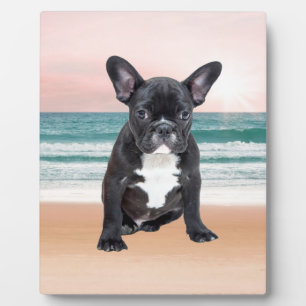 Plaque Photo Joli Bouledogue Français Plage Soleil Eau