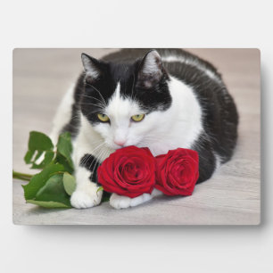 Plaque Photo Joli chat avec la rose rouge