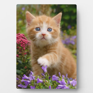 Plaque Photo Joli chaton roux dans un jardin