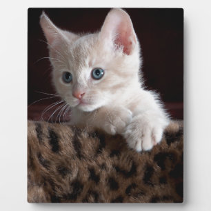 Plaque Photo Joli Kitty look