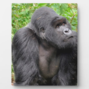 Plaque Photo Joyeux singe