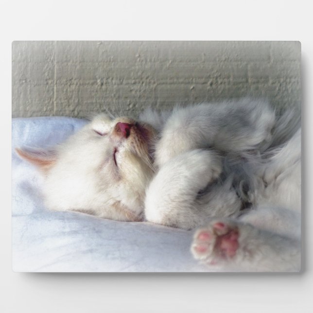 Plaque Photo Kitten endormi (Devant)