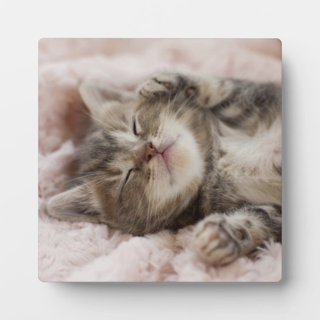 Plaque Photo Kitten endormi (Devant)