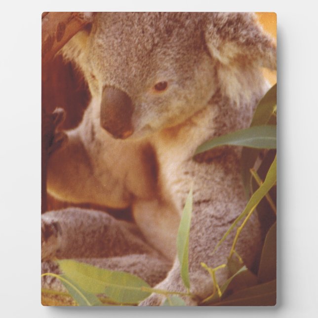 Plaque Photo Koala Bear Love (Devant)