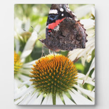 L'amiral papillon sur la fleur