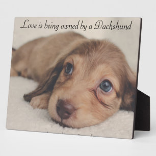 Plaque Photo L'amour appartient à un Dachshund