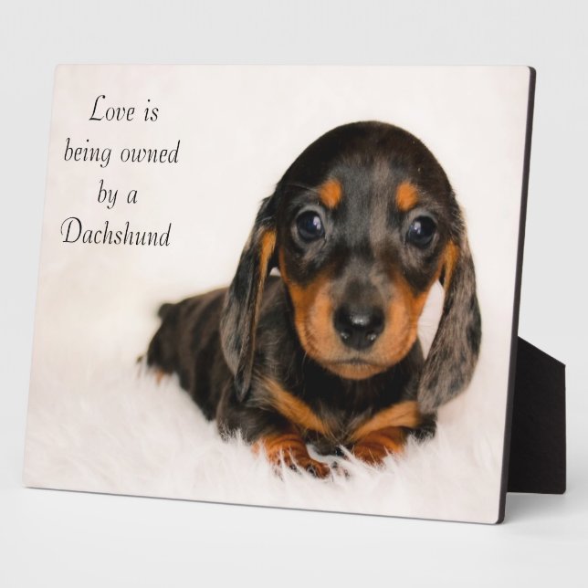 Plaque Photo L'amour appartient à un Dachshund (Côté)