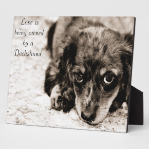 Plaque Photo L'amour appartient à un Dachshund
