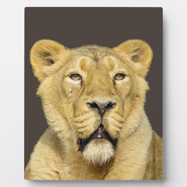 Plaque Photo Leadership motivationnel du lion féminin (Devant)