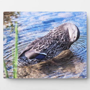 Plaque Photo L'effet Grooming