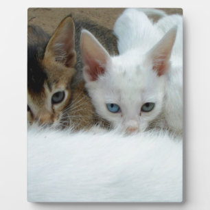 Plaque Photo Les chats ont l'air mignons