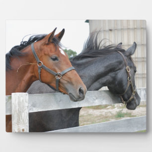Plaque Photo Les Chevaux d'Amour