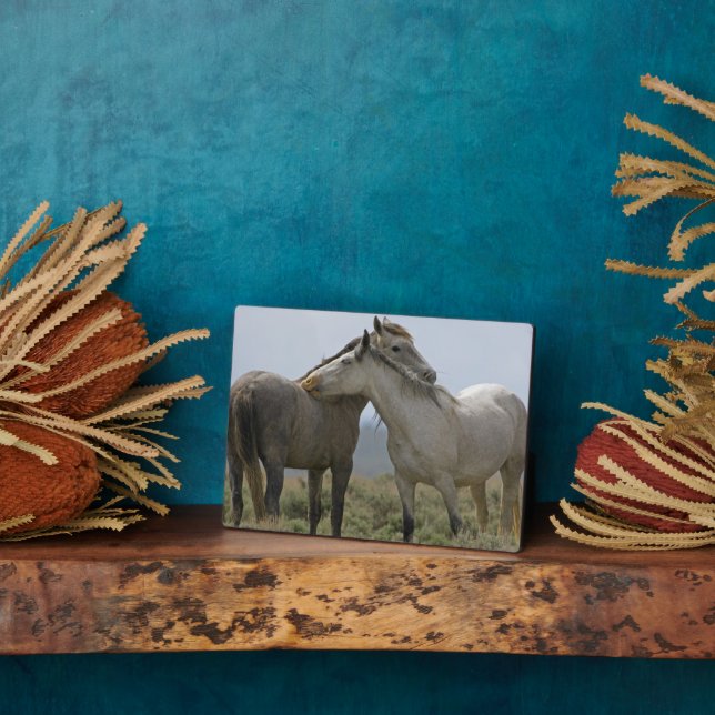 Plaque Photo Les Chevaux Sauvages (Côté)