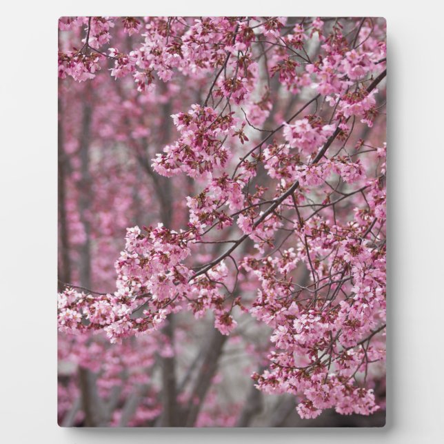 Plaque Photo Les fleurs de cerisiers Sakura sont roses (Devant)